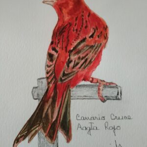 Pájaro Rojo