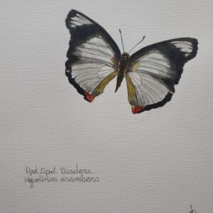 Mariposa de puntos rojos