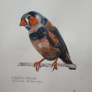 Pájaro carita naranja