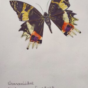 Mariposa