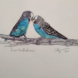 Pájaros - Loro Australiano