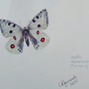 Hermosa Mariposa