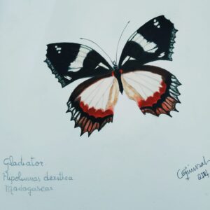 Mariposa Gladiador