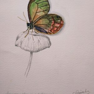 Mariposa de Alas Claras