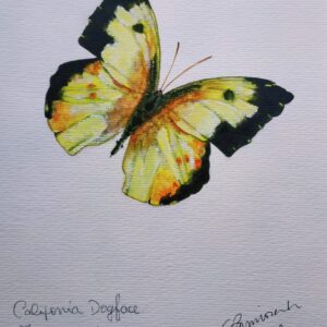 Mariposa Amarilla