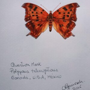 Mariposa Roja