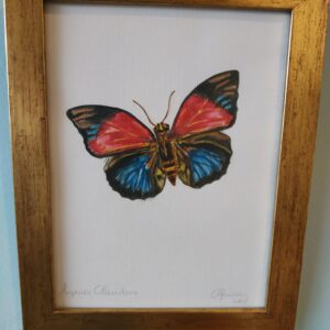 Mariposa