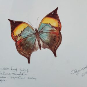 Mariposa Indian Leaf wing