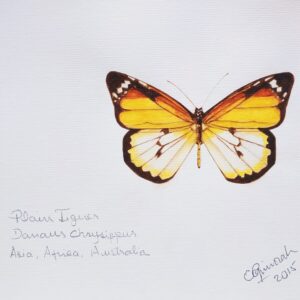Mariposa Asi, Africa, Australia