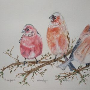 El rose finch. Una aparición