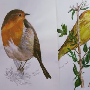 Pájaros Tree Sparrow, Robin Bird Canario comúny Apical plycatcher